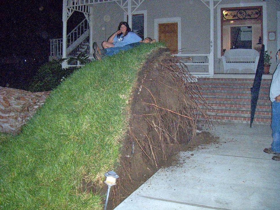 One of two old Cypress trees in the front property of Round Rock Hotel in Piru toppled over Thursday
night at approximately 10 p.m. Employee Fernie Vancini was at the hotel at the time.