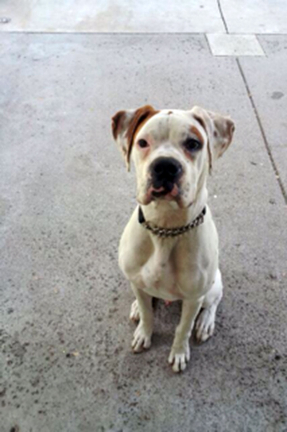 Boxer with a white coat and has a brown spot on one of his ears. He is very friendly. If anyone has seen him or has him please have them call 805-421-8443.