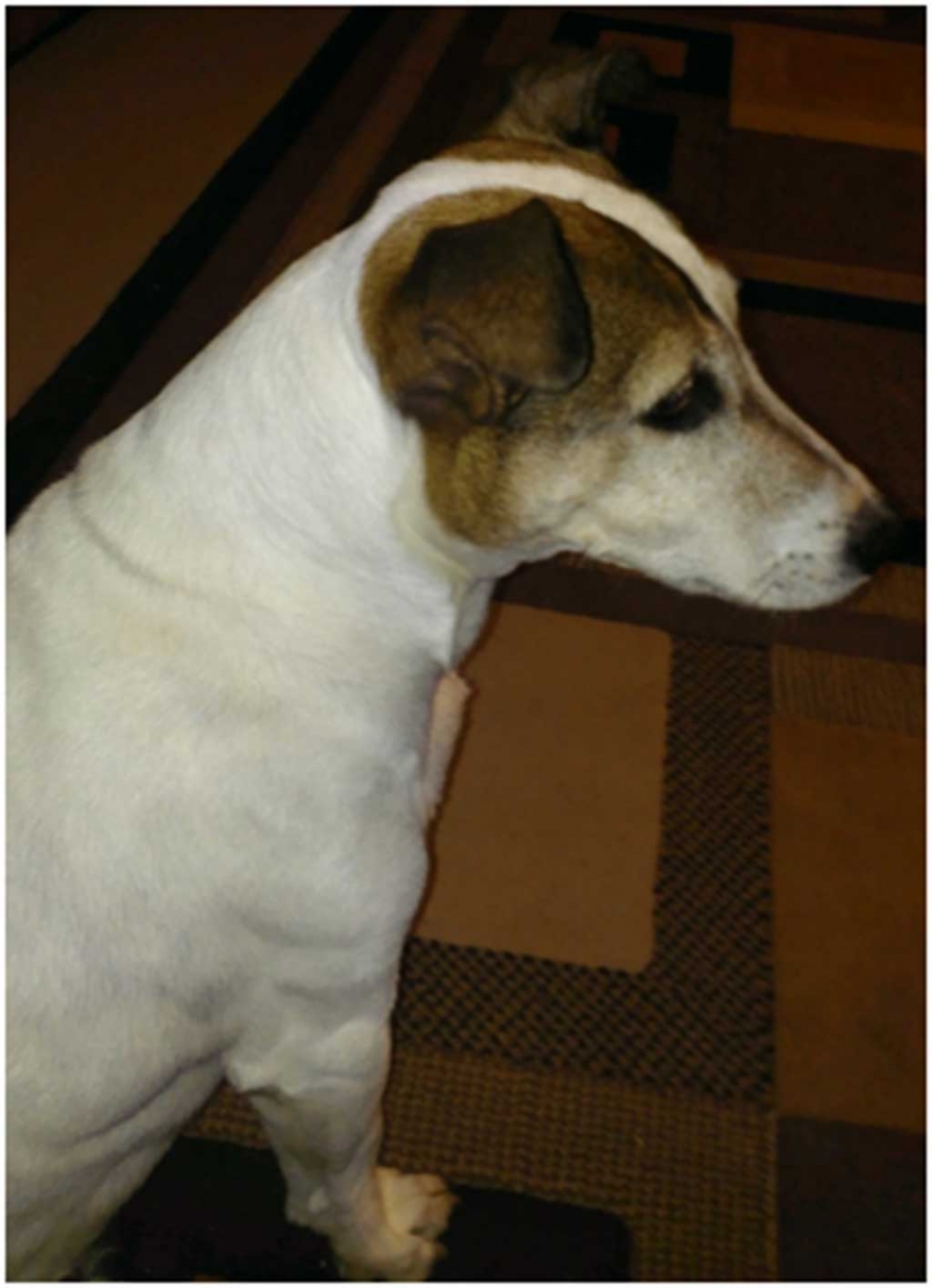 FOUND DOG – Jack Russel Terrier on Thursday 12/17/2015. Contact: Addie @ 805/524-7297 or 805/302-3587