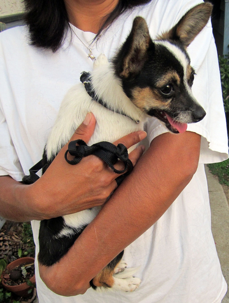 Dog Found. Mountain View & Second Street on 8/19/12. Call 524-0534.