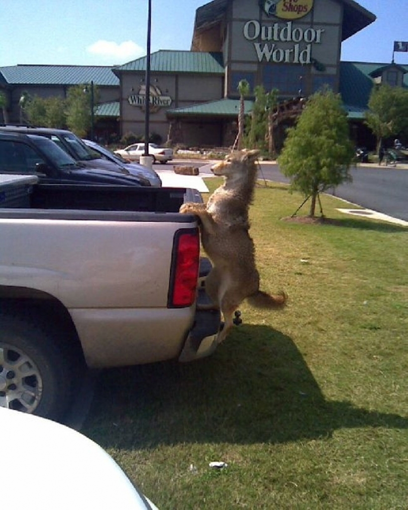 A lady was telling her neighbor that she saw a man driving a pick-up truck down the interstate, and a dog was hanging onto the tail gate for dear life! She said if the pick-up truck driver hadn't been going so fast in the other direction, she would have tried to stop him.

A few weeks later, her neighbor saw this truck at the Bass Pro Shop. The pick-up truck driver is a local taxidermist with a great sense of humor! And it is not a dog it is a coyote.