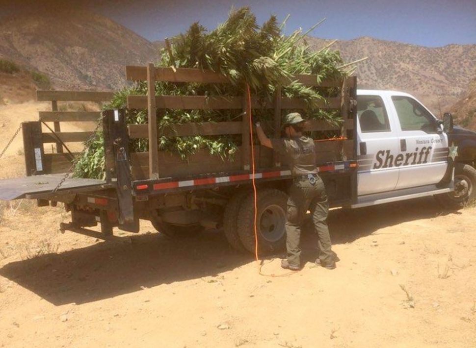 An illegal marijuana operation west of Fillmore near Snow Canyon was raided on Tuesday, August 25, around 10am. Reports of four helicopters and multiple sheriffs and forestry units on scene. There are no further details at this time.