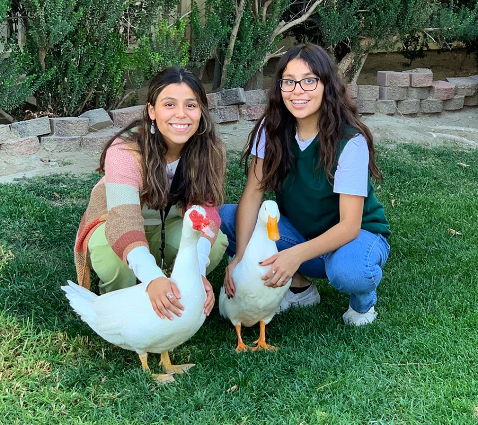 American Pekin ducks (l-r) Pogo and Biggie enjoy hanging out in their Fillmore front yard with sisters Aliyah, 17, and Lupita, 14. The ducks are 6 months old and have been with the girls since they were 5 weeks old. The girls’ mother described the sisters as “good duck parents”. The Pekin or White Pekin is an American breed of domestic duck, raised primarily for meat, but don’t tell Pogo and Biggie. It is a mallard derived from birds brought to the United States from China in the 19th century, and is now bred in many parts of the world.