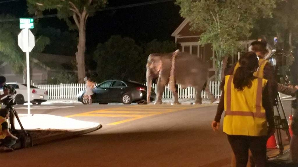 On Saturday, August 12th, at around 10pm there were reports of an elephant walking down Center Street in Piru. When authorities arrived they quickly learned that the elephant was not alone, in fact it had it’s own film crew. Hollywood was in town and the elephant was being filmed for a TV show. Photo Courtesy Sebastian Ramirez.