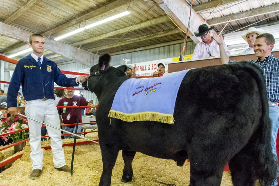Jeffery Mcguire, Fillmore FFA, raised a market steer named Dipper that weighed in at 1,356 pounds. Moreover, Dipper was awarded the title: overall Reserve Champion Steer. In the auction ring, Jeffrey’s efforts rewarded him with $7.00 a pound.