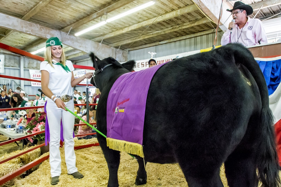 Erin Berrington, 13, Piru 4-H, raised Dallas, a 1,278 pound market steer that won the coveted Grand Champion Steer. At auction, Dallas sold for $6.50 a pound.