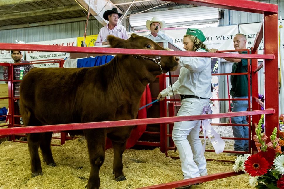 Samantha Point, 13, is with the Bardsdale 4-H Club. Samanthaa raised a Chianina Steer that weighed inat 1,257 pounds. This hefty animal was awarded 4-H Reserve Champion Market Steer. At auction, the steer was sold for $3.50 a pound.