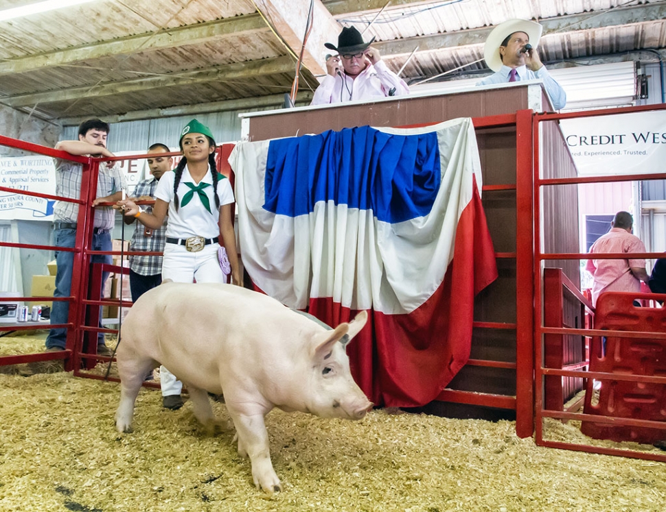 Julissa Montes, 13, Piru 4-H, raised a pig she named Viona that won Bred & Fed Champion/4-H Reserve Champion. At auction, high bidder Wood-Claeyssens Foundation bought Viona for $8 a pound.
