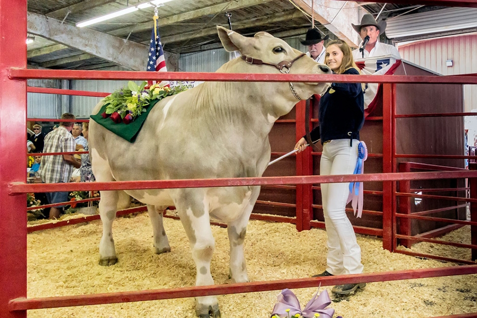 Erin Berrington, age 17 of Fillmore FFA, with her steer Leroy who was named Reserve Grand Champion/FFA Reserve Champion market steer at this year’s Ventura County Fair. All livestock photos courtesy Bob Crum.