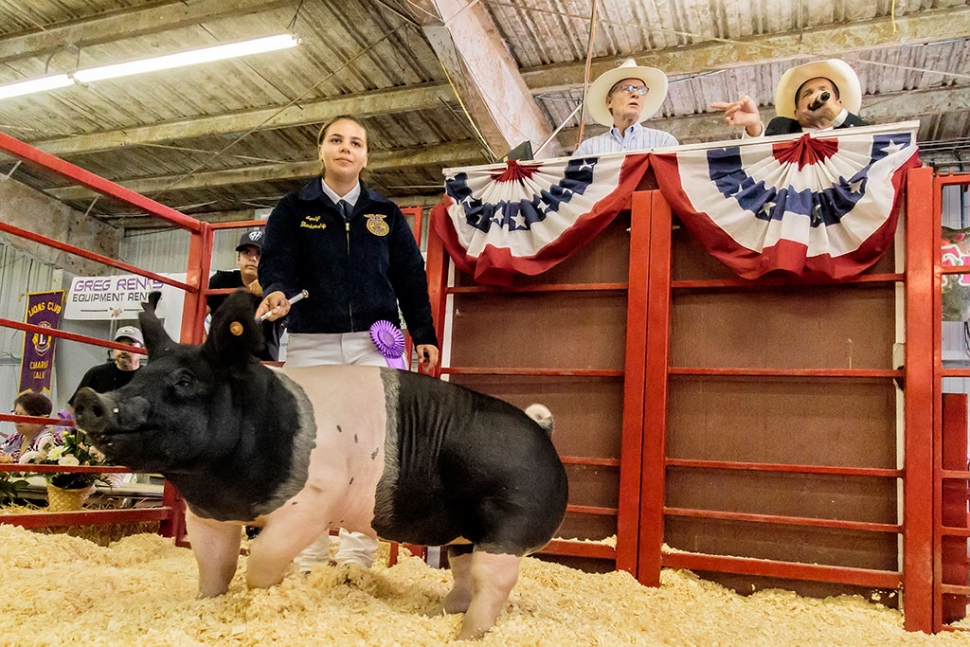 Jordyn Blankenship, age 15 of Fillmore FFA, with her swine Dallas who was named FFA Champion Market Swine at this year’s Ventura County Fair.