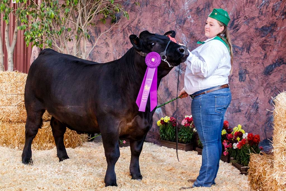 Ashleigh Cavey of Bardsdale 4-H and her Championship Market Steer Chunk. High bidders paid $7.00 a pound. Photos courtesy Bob Crum.