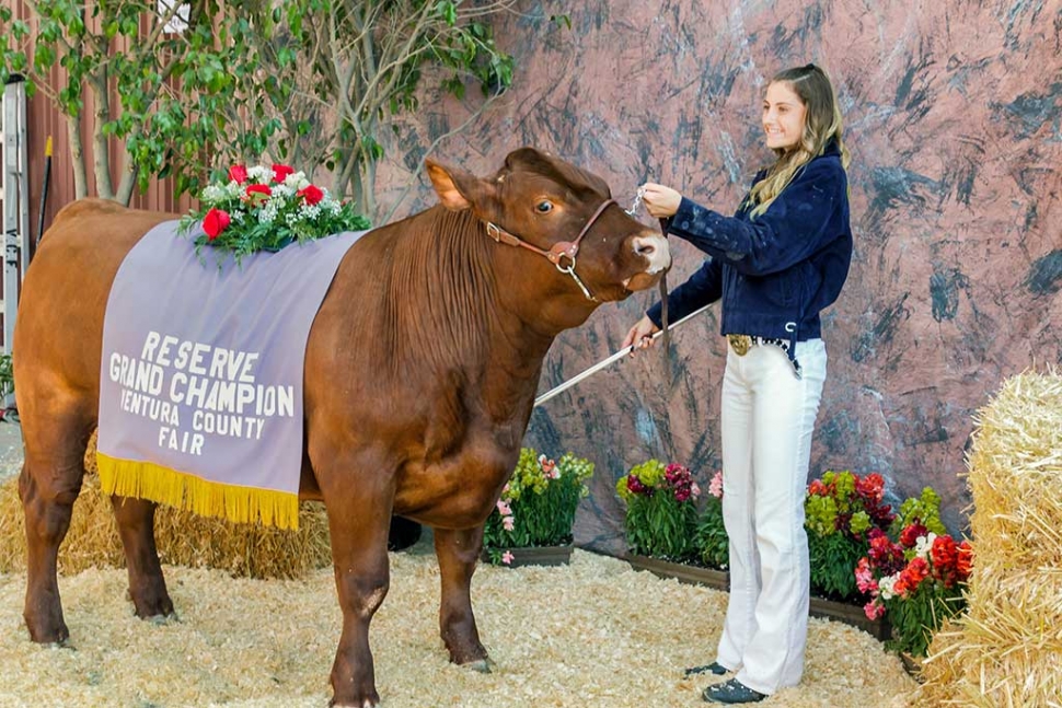 Erin Berrington, Fillmore FFA, Reserve Grand Champion market steer. The high bidder for Erin's Flashback paid $6.00 per pound.