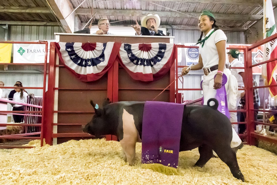 Jazmine Zavala’s pig, Levina, was awarded 4-H Grand Champion market swine. As a Sespe 4-H member, the pig she raised weighed in at a robust 266 pounds, fetching $12 a pound.