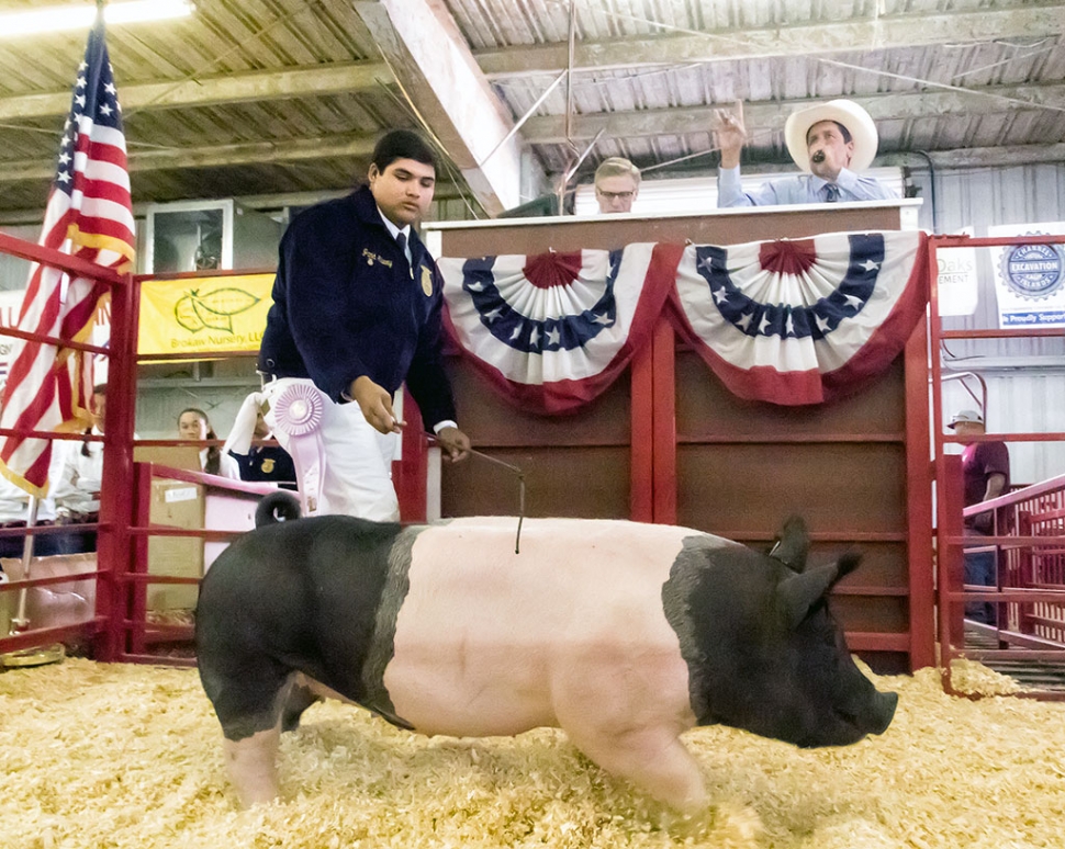 Jared Alvary, 15, a sophomore at Fillmore High, won FFA Reserve Grand Champion, market swine. And the pigs name: America, garnering $8 a pound.