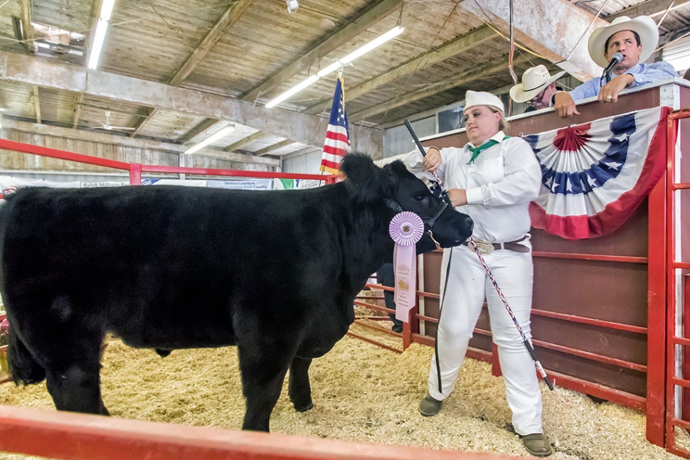 Ashleigh Cavey, 17, Bardsdale 4H Club member, raised a healthy 1,125 pound steer named Twerk that was awarded 4-H Reserve Grand Champion. Ashleigh is a senior graduating in 2016.