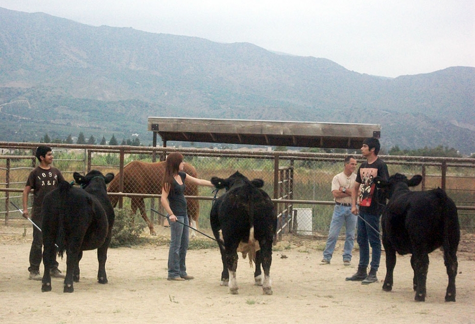 FFA members work with their animals in preparation for Showmanship Day.