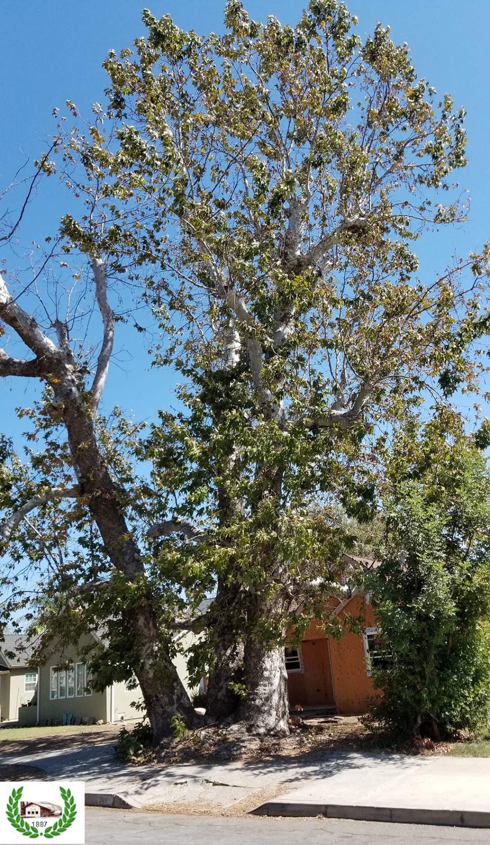 2021 Sycamore trees on Kensington where the sheep shearing corral was located.