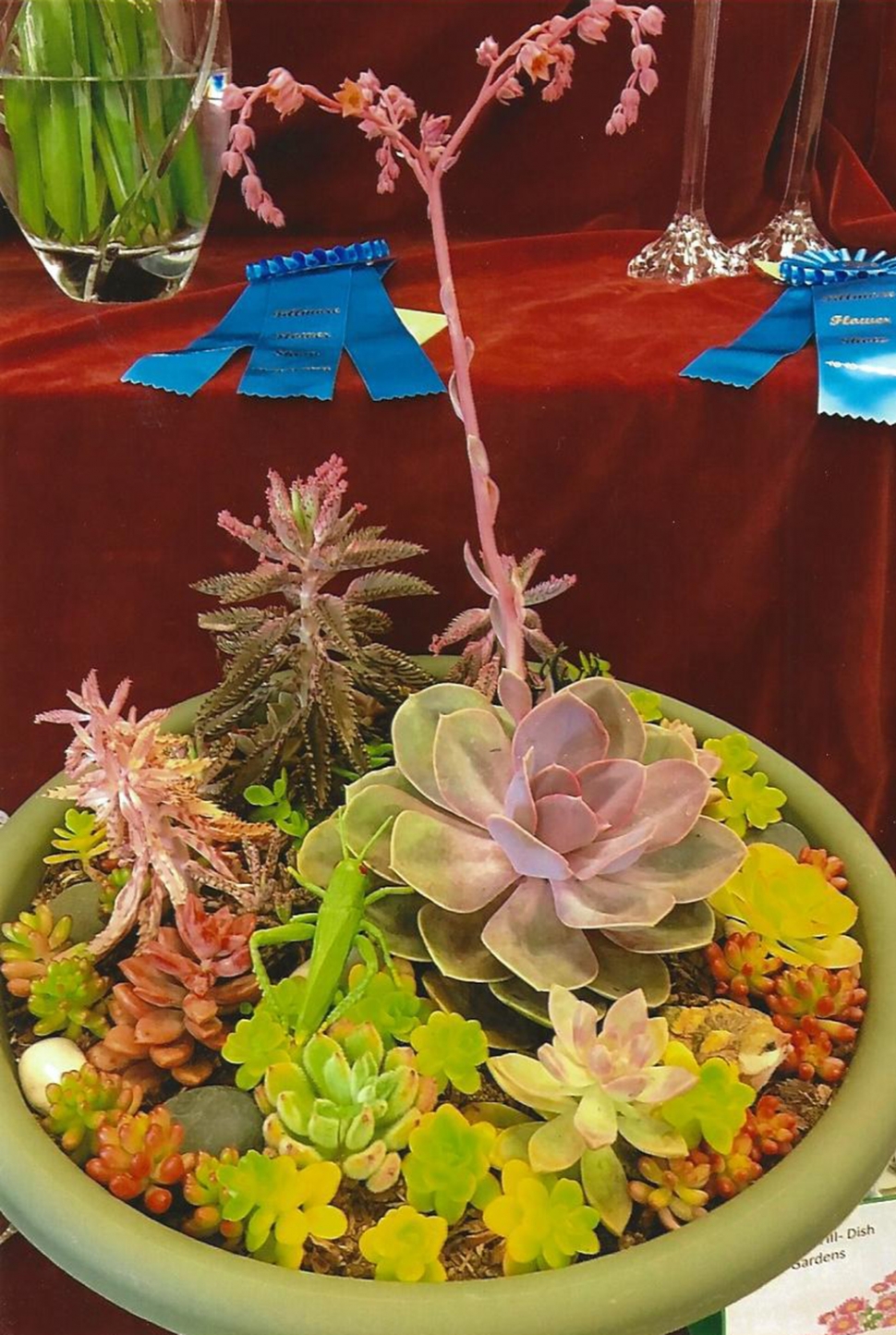 Dish Garden Prize Winner by Carmen Zermeno at the 100th anniversary in 2017.