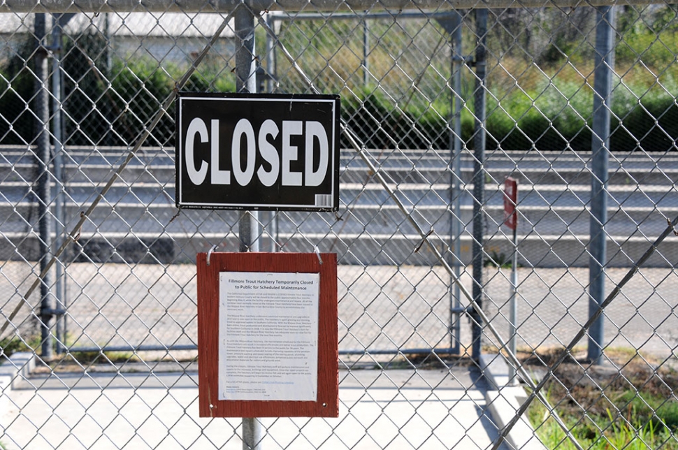 The Fillmore Trout Hatchery has been closed to the public for maintenance and repairs since May 4, 2019. The facility is expected to reopen in September or October. All rainbow trout have been moved to Mojave River Hatchery in San Bernardino County to accommodate the necessary work. Once repairs to raceways, buildings and equipment are complete, the hatchery will begin to receive fish and will again be open to the public.