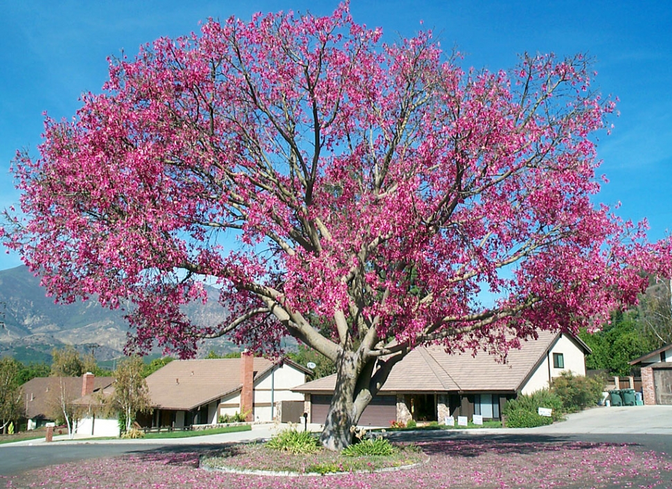 Floss Silk Tree (chorisa speciosa).