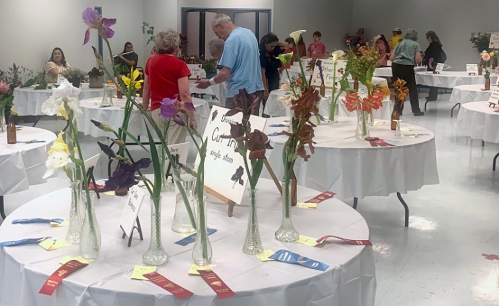 The Fillmore Flower Show announces their theme for 2023 “Garden Treasures”. This year’s show will take place April 15 & 16, 2023. Pictured above are entries from the 2022 Flower Show.