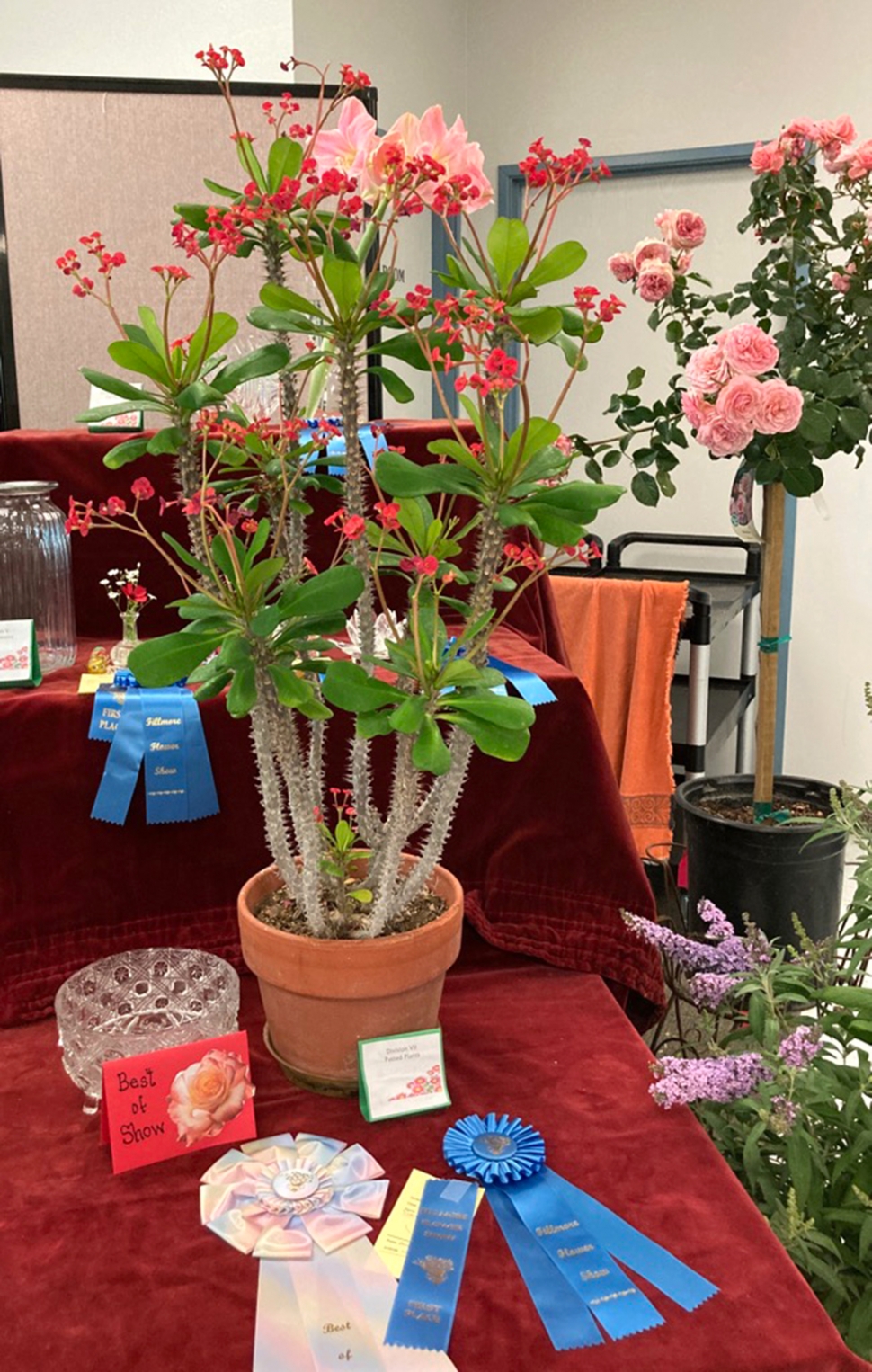 Don’t forget about the Fillmore Flower Show, April 15 & 16, 2023. Above is an entry from last year’s show. Photo courtesy Jan Lee.