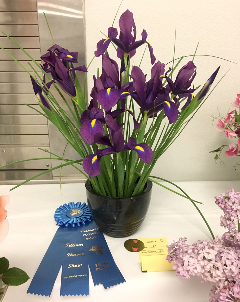 Above is an entry from a past flower show which took first place and is called a Dutch Iris. Photo courtesy Jan Lee.