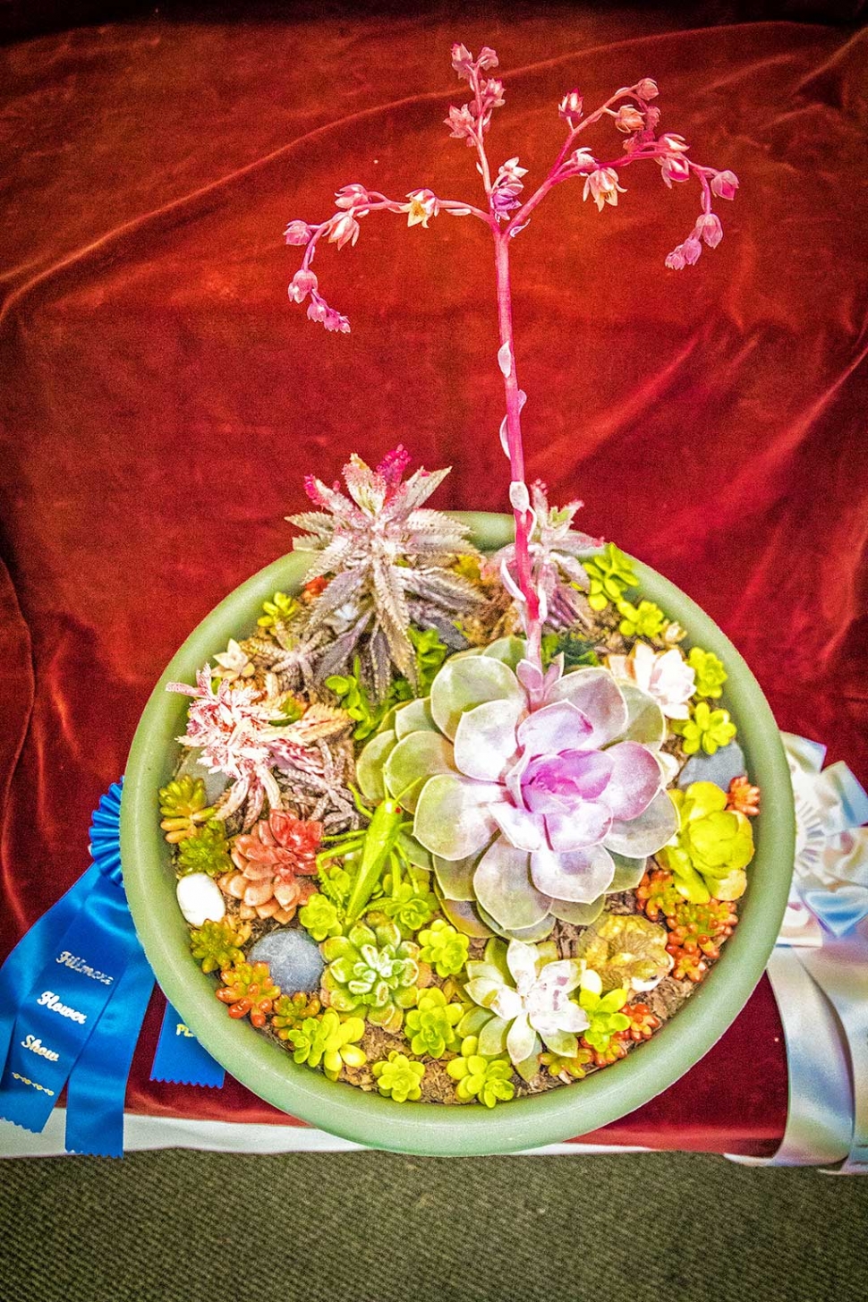 “Dish Garden with Succulents” by Cameron Zermeno