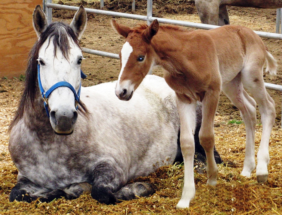 rescued horses