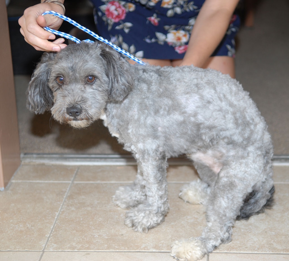 Help me find my home! I am grey Schnauzer Poodle mix. Found during Sespe School graduation, Wednesday, June 9. Will be taken to shelter by Friday. Please call 727-0753.