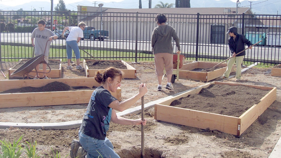 Mrs. Castro digging a hole to plant a peach tree, as Mrs. Anderson, Ms, Bautista, Angel Rodriguez, and Mrs. Gonzalez fill planter boxes. Mrs. Castro’s target class decided to plant a peach tree after reading, “ James and the Giant Peach”.