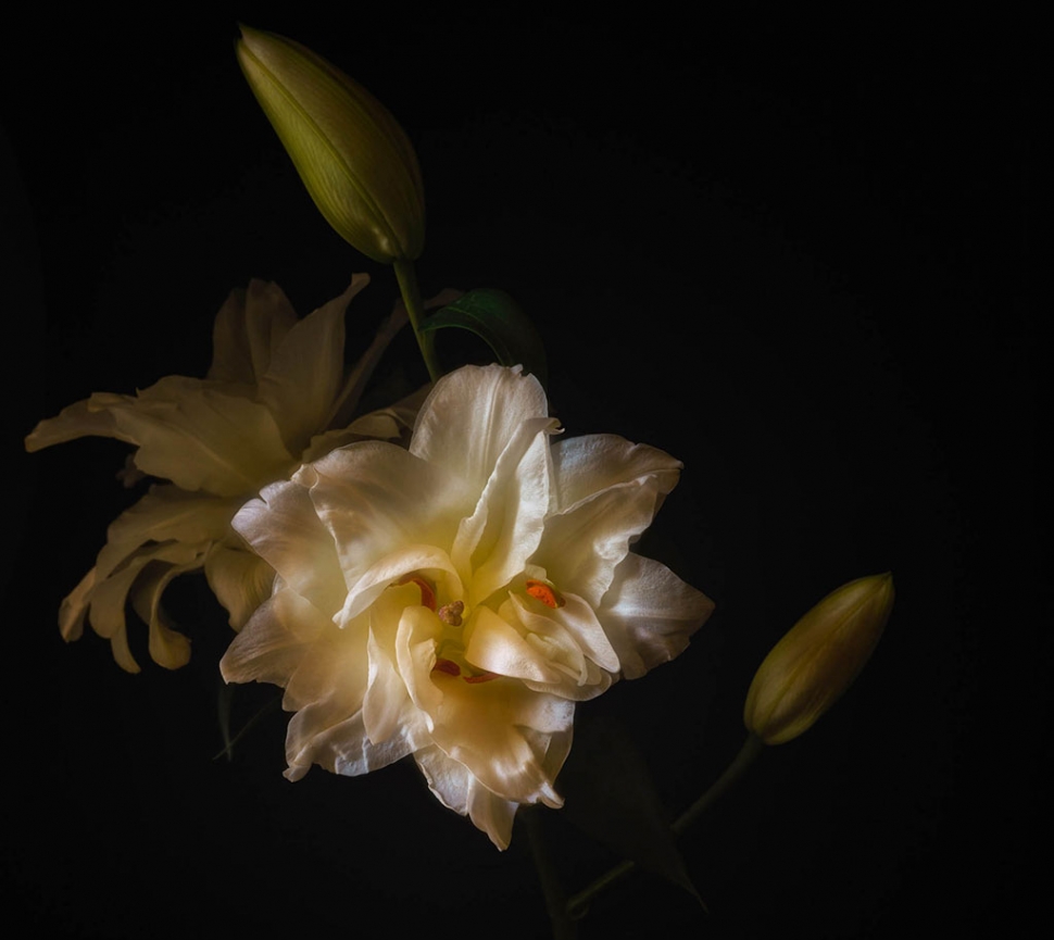 White Lily by Photographer Susannah Sofaer Kramer 