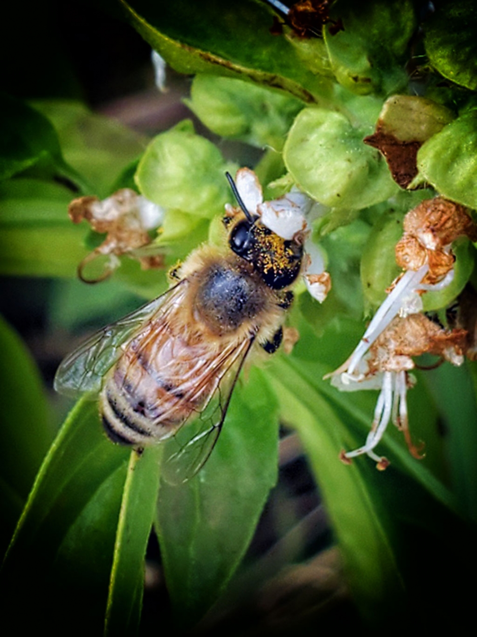 Photo of the Week: "Honey bee getting buzzed at the Nectar Bar"  by Bob Crum. Photo data: Samsung S10+ cellphone , lens @4.30mm. Exposure; ISO 50, aperture f/2.4, shutter speed 1/566 sec.