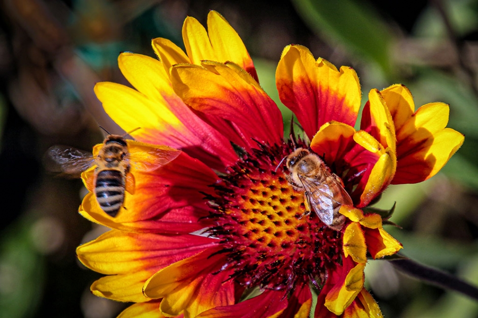 Photo of the Week: "Two bees, 1 gathering sweets, the other taking a load to the hive" by Bob Crum. Photo data: Samsung S10+ cellphone... whoa... just kidding! Real photo data: Canon 7D2 with Tamron 16-300mm lens @300mm. Exposure; ISO 200, aperture f/11, shutter speed 1/250th second.