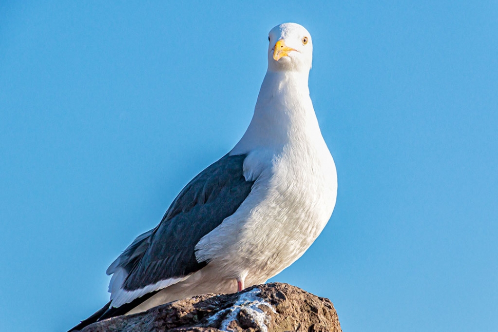 Photo of the Week "J. P. Seagull, in need of a bath, posing for his headshot" by Bob Crum. Photo data: Canon 7DMKII camera with Tamron 16-300mm lens @238mm. Exposure; ISO 400, aperture f/11, shutter speed 1/500th second. 