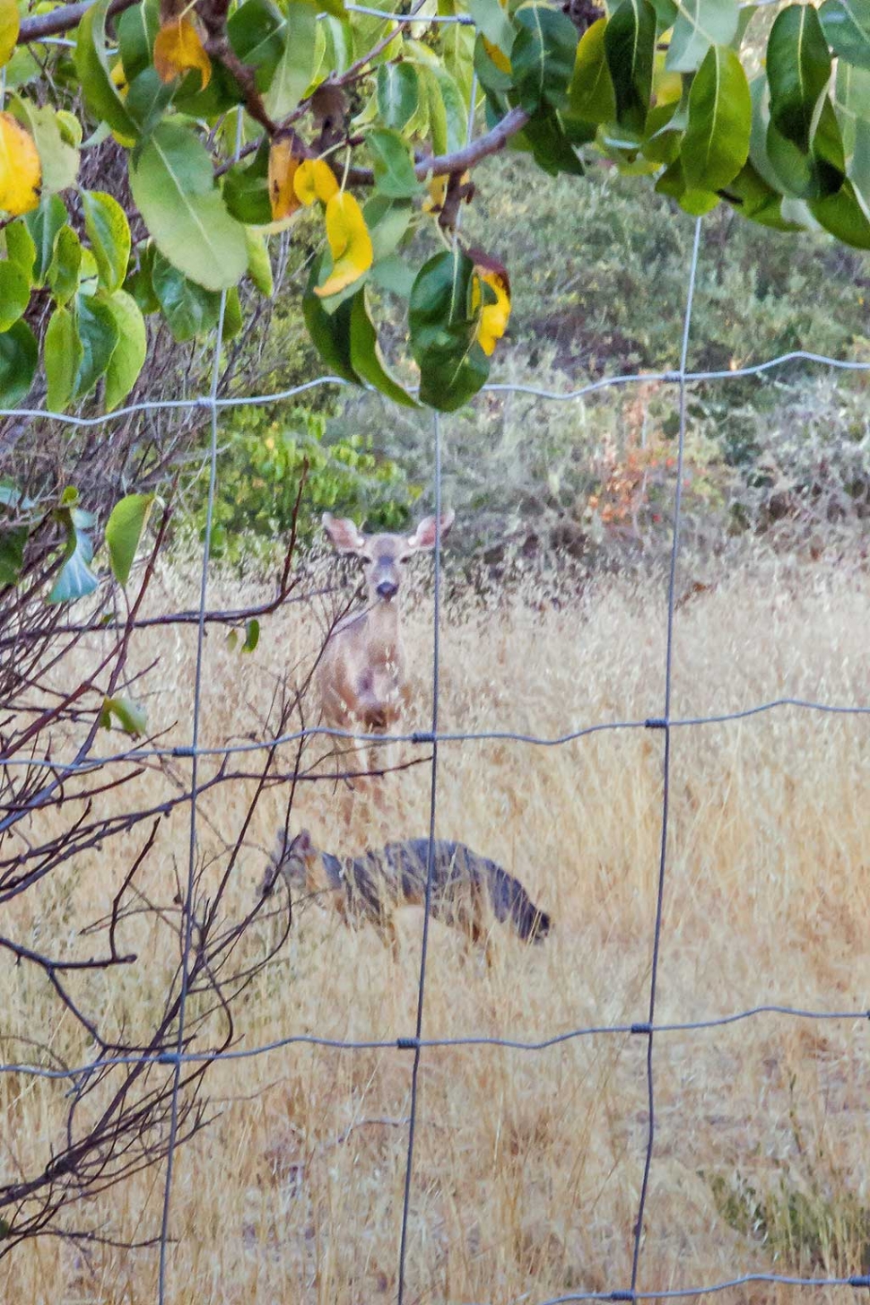 Photo of the week "Rare deer and fox in one composition" by Bob Crum. Photo data: ISO 3200, Canon EF-S 15-85mm lens @ 78mm, F/22, shutter speed 1/45 seconds.