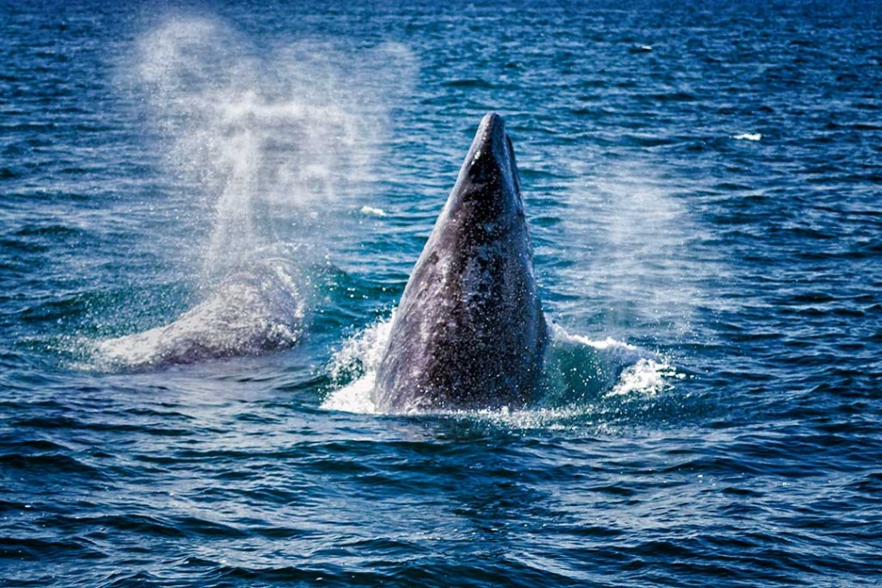 Photo of the week "Northbound whales off the Ventura coast" by Bob Crum. Photo data: ISO 640, Tamron 70-300mm lens @81mm, f/5.6, 1/1500 second shutter speed.