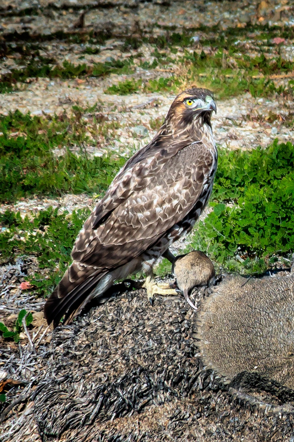 Photo of the Week "Cooper’s hawk posing with captured mouse – lunch" by Bob Crum. Photo data: Canon 7DMKII camera, manual mode, Tamron 16-300mm lens @ 300mm, Exposure; ISO 160, aperture f/11, 1/250th second shutter speed.