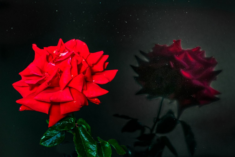 Photo of the Week: "Starry night roses-see story to win prize" by Bob Crum. Photo data: Canon 7D MKII, manual mode, Tamron 16-300mm lens @ 124mm. Exposure; ISO 800, aperture f/7l1, 1/200 sec shutter speed.