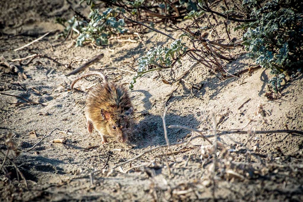 Photo of the Week: "Super Mouse of Mugu attacking" by Bob Crum. Photo data: Canon 7DII, ISO 1000, 1/800 seconds, Tamron 16-300mm lens @300mm.