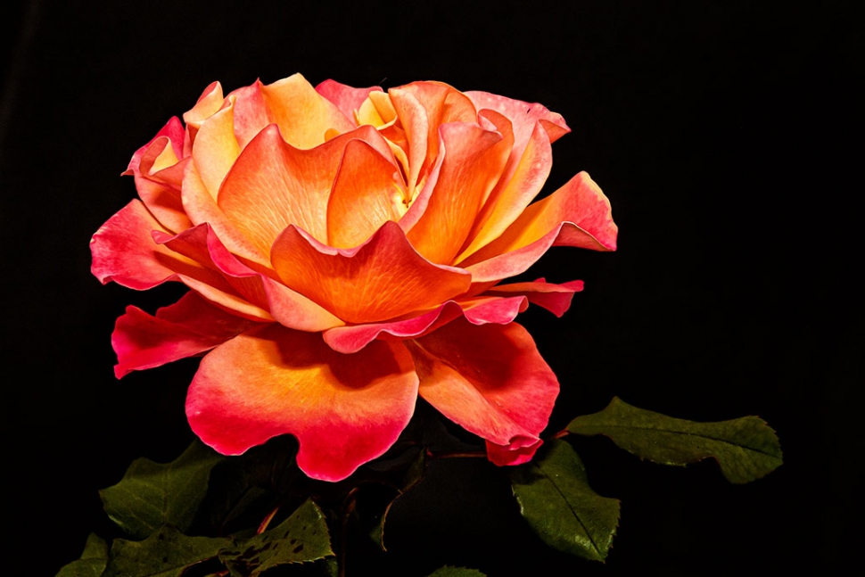 Photo of the Week: "Yellow/Orange rose from my rose garden"  by Bob Crum. Photo data: Canon 7DMKII camera, manual mode, Tamron 16-300mm lens @92mm. Exposure; ISO 400, aperture f/13, 1/250 sec shutter speed.