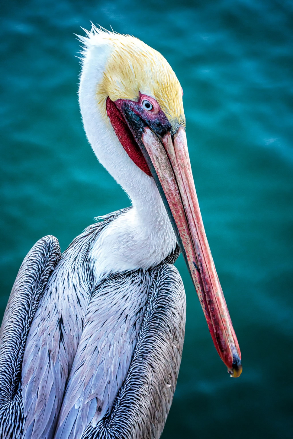 Photo of the Week: "Gertrude, the Queen of the Harford pier, Port San Luis Harbor, Avila, CA" by Bob Crum. Photo data: Canon 7DMKII camera with Tamron 16-300mm lens @59mm. Exposure; ISO 800, aperture f/11, 1/125 second shutter speed.