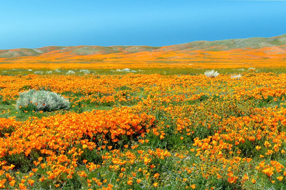 Photo of the Week: "Antelope Valley poppy bloom" by Bob Crum. Photo data: Canon 7DMKII camera, manual mode, Tamron 16-300mm lens @37mm with polarizing filter, Exposure; ISO 400, aperture f/11, 1/250sec shutter speed.