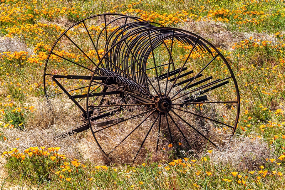 Photo of the Week "a hayrake in a field of poppies in the Antelope Valley" by Bob Crum. Photo data: Canon 7D camera, Canon EF-S 55-250mm lens @163mm, Exposure; ISO 200, aperture f/22, shutter speed 1/30 second.