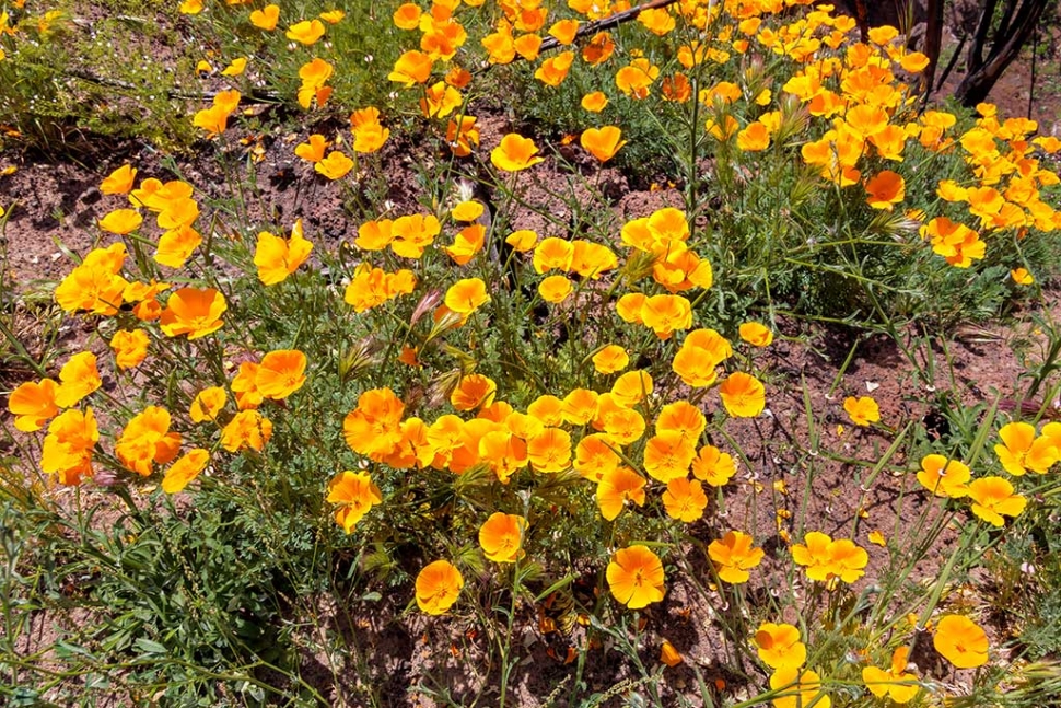 Photo of the Week "Poppies. Naturally!" By Bob Crum. Photo data: Canon 7DMKII, manual mode, ISO 100, Tamron 16-300mm lens with polarizing filter @17mm, f/11 aperture, 1/250 second shutter.