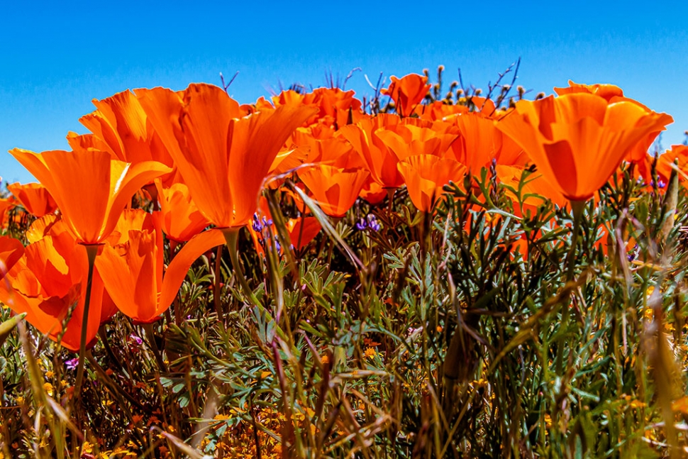 Photo of the Week: "Gorgeous California poppies (Eschscholzia californica)" by Bob Crum. Photo data: Canon 7DMKII, manual mode, Tamron 16-300mm lens @24mm with polarizing filter. Exposure; ISO 400, aperture f/11, 1/200 sec shutter speed.