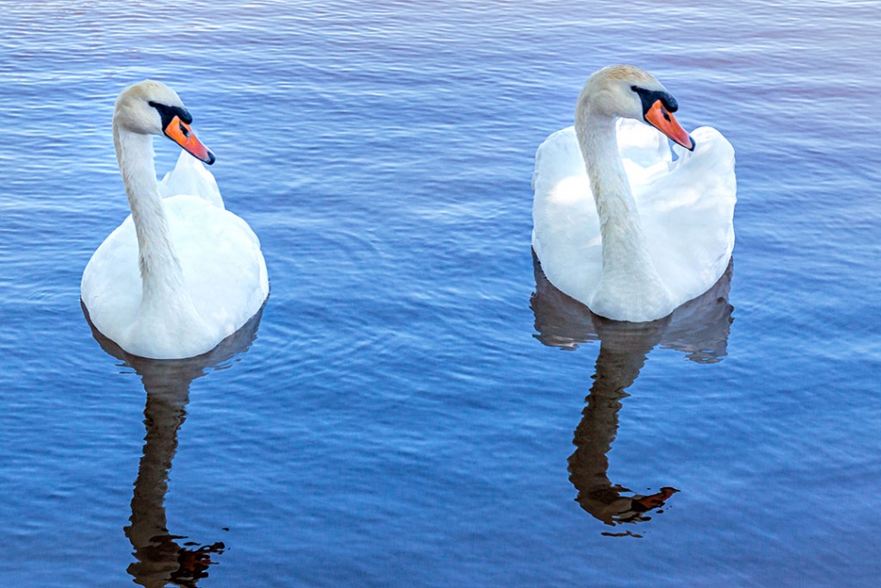 Photo of the Week: "Two swans. Eyes LEFT!" By Bob Crum. Photo data; Canon 7DMKII camera in manual mode with Tamron 16-300mm lens @60mm. Exposure; ISO 320, aperture f/8.0 & shutter speed 1/320 of a second.