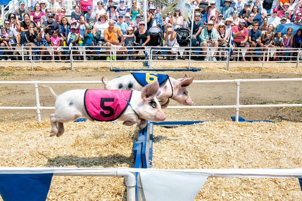 Photo of the Week "All Alaskan Racing Pigs jumping the hurdle" by Bob Crum. Photo data: Canon 7DMKII, ISO 200, Tamron 16-300mm lens, aperture f/9.0, shutter speed 1/1000.