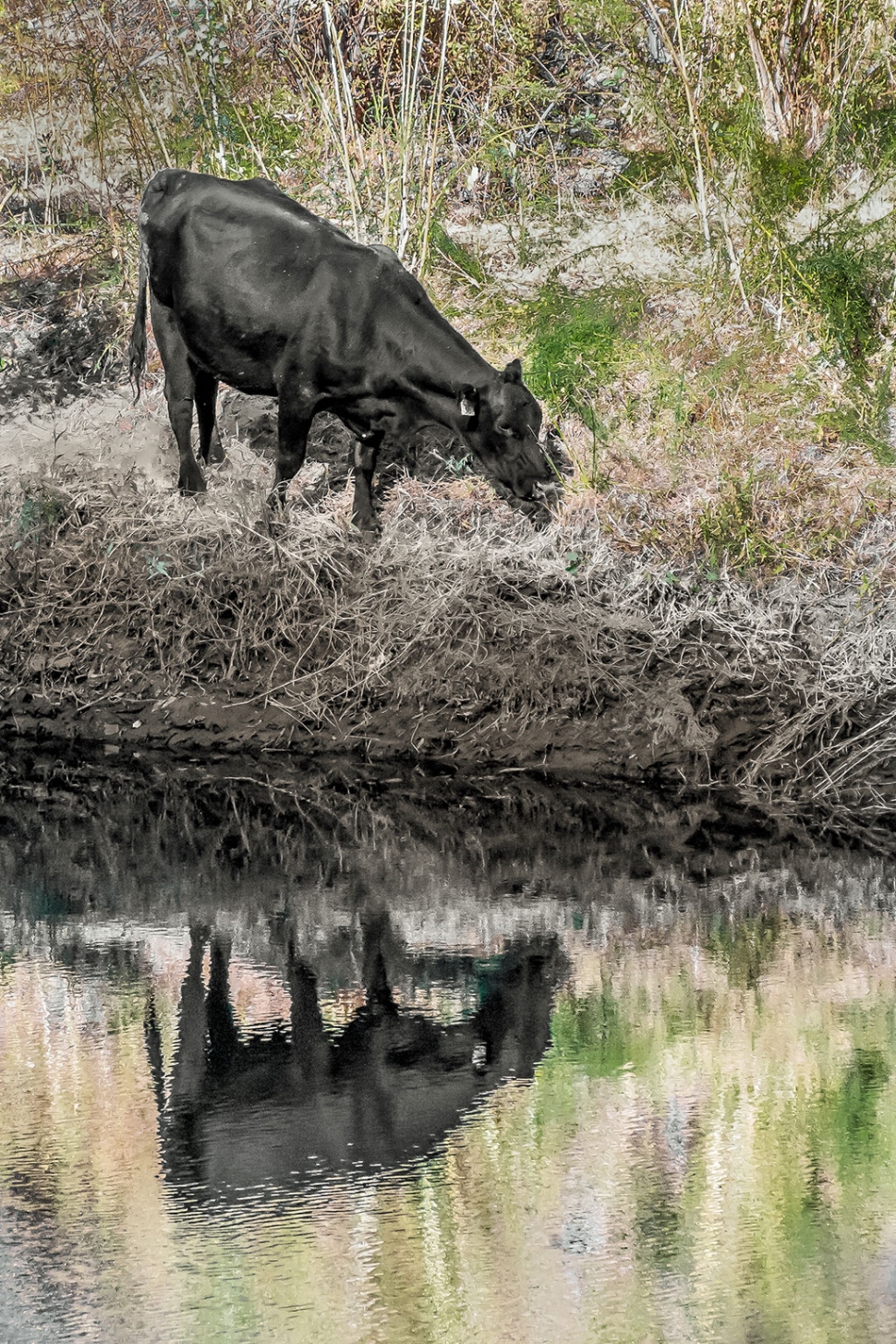 Photo of the Week "Bossy ‘cowflection’ on the Kern river" by Bob Crum. Photo data: Canon 7D MKII camera manual mode, ISO 2000, Tamron 16-300mm lens @133mm, aperture f/7.1, shutter speed 1/500 of a second.