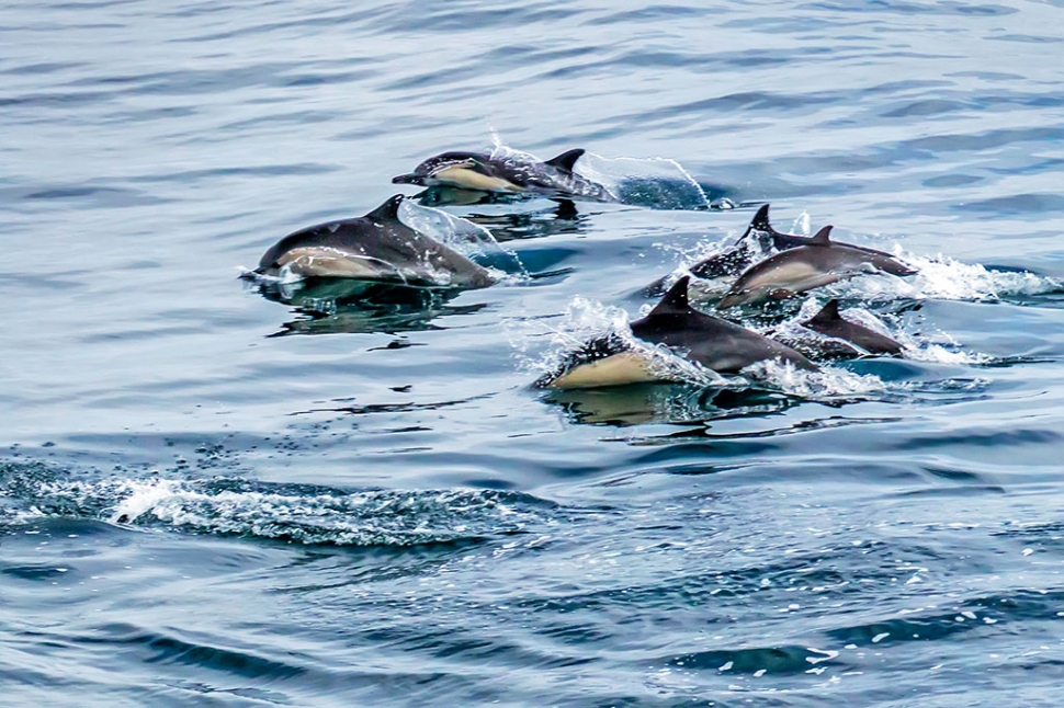 Photo of the Week "leaping bottle-nose dolphin in the Santa Barbara Channel" by Bob Crum. Photo data: Canon 7DMKII camera on manual mode, ISO 800, Tamron 16-300mm lens @77mm, aperture f/9.0 and 1/1,000th of a second shutter speed.